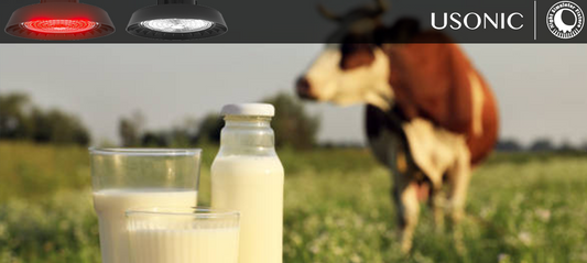 Can Changing Light Affect Milk Fat Percentage? A Surprising Dairy Discovery