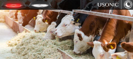 Say goodbye to standard barn lighting: USONIC 5000K white light helps peak milk production