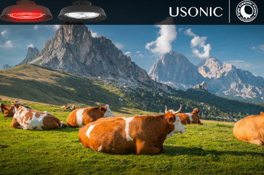 How to deal with hoof diseases in dairy cows?