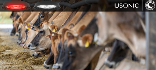 Confessions of a New Rancher: How Lighting Management Saved My KPIs