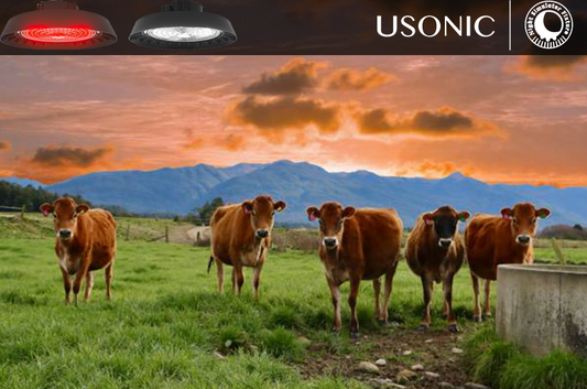 Can Night Simulators (Red-White Lights) Reduce Cow Aggression?