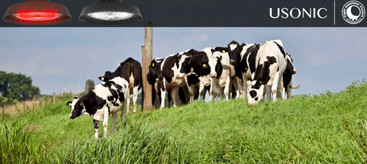 Light Revolution: How Smart Lighting Skyrockets Your Dairy Profits (5% Less Culling GUARANTEED!)