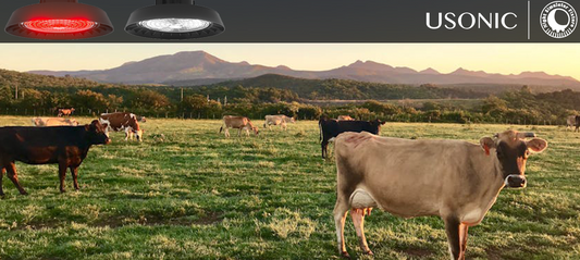 Unlock Subsidies for Safer Nights: Wisconsin’s Red/White Cow Lighting Guide