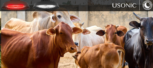 Innovative Lighting for Ranch Cows: Beat Heat Stress and Boost Herd Health & Milk Yield