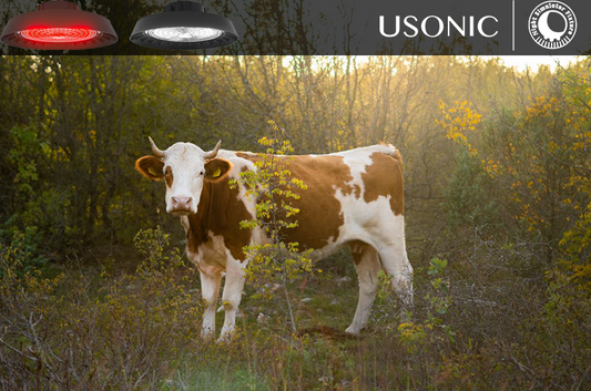Enhance Your Farm Efficiency: 2024 H2 State Subsidy for Smart Cattle Lighting System
