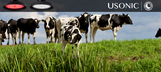 An Error of 2% in the Amount of Ingredients Equals a Loss of 500 kg of Milk? A Guide to Using Precise Ranch Lighting Solution for Mitigation