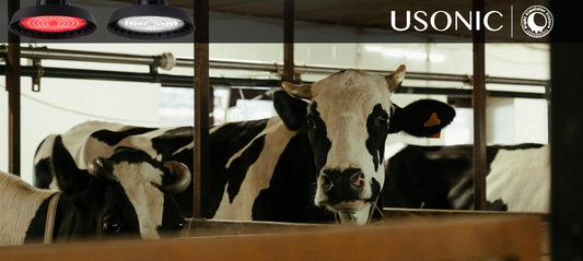 White light vs. red light: a comparative experiment in feed selection