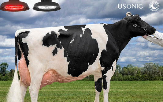 USONIC's Smart Lighting System: Paving the Way for Modern Dairy Farming
