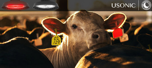 Ranch Lighting Solutions: How Light Influences Dairy Cow Biorhythms and Milk Production