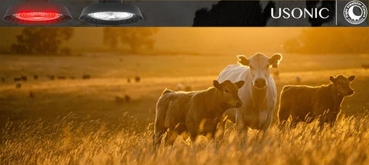 Animal Welfare Lighting: How the USONIC Cow Smart Rhythm Light Transforms Ranch Management