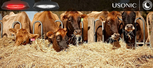 USONIC Dairy Barn Smart Lighting Systems: UL and DLC Certified for Safety and Efficiency