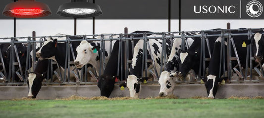 Cow-Centered Lighting Design: Understanding DLC Premium & UL Listed for Optimal Dairy Performance