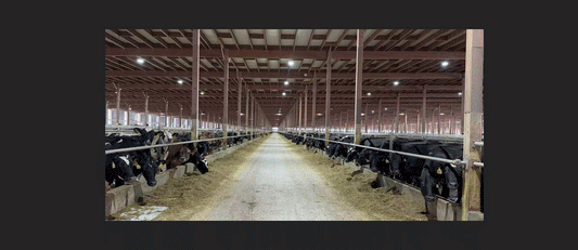 Optimal Lighting for Dairy Cattle: Boost Your Profits & Calculate Your ROI in Seconds!
