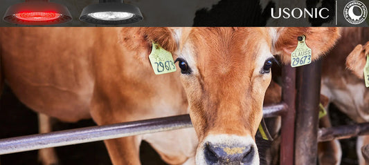Secure Your Investment with USONIC: Premium Cattle Barn Lighting Backed by Long-Term Warranty & Expert Support