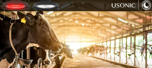 How Smart Lighting Can Increase Milk Yield by 5-16% : Science Behind Dairy Barn Illumination