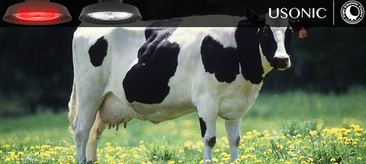 Funny Dairy Farm: Smart lighting for cows Stories from Different Perspectives