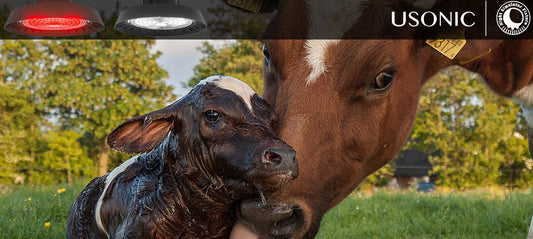 Hood disease costs each cow $300! Demonstration of saving money by nighttime red light inspection