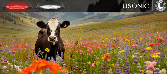 Illuminate Your Herd's Potential: How Functional Cow Lights Drive Profit Through Extended Feeding & Rumination