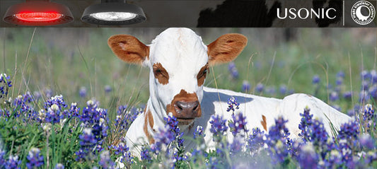How Smart Lighting Optimization for Ranches Boosts Productivity and Cuts Energy Bills