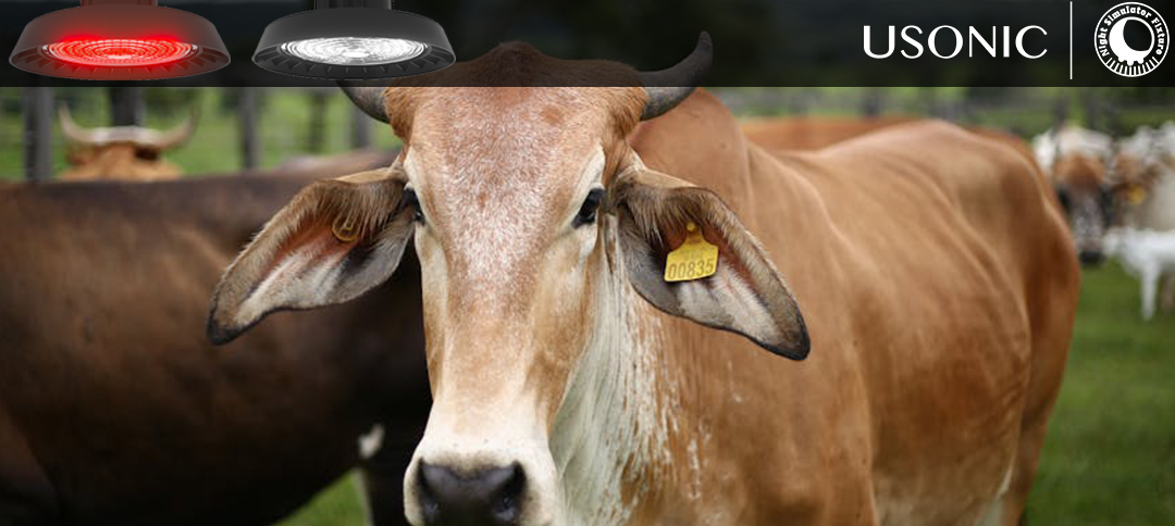 7-step checklist for newly purchased calves