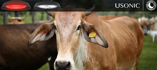 7-step checklist for newly purchased calves