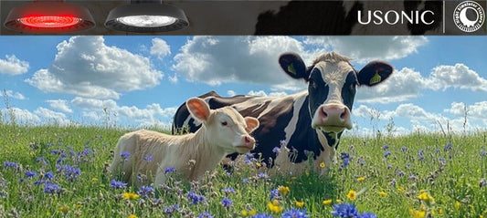 Powering the Future: 480V High-Voltage Ranch Lighting Innovation for Large-Scale Dairies