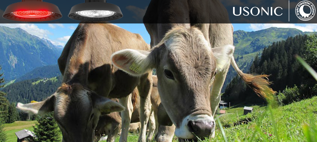 Why Are American Dairy Farmers Cranking Up the Lights This Winter?