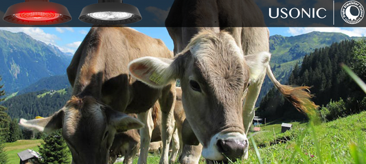Why Are American Dairy Farmers Cranking Up the Lights This Winter?