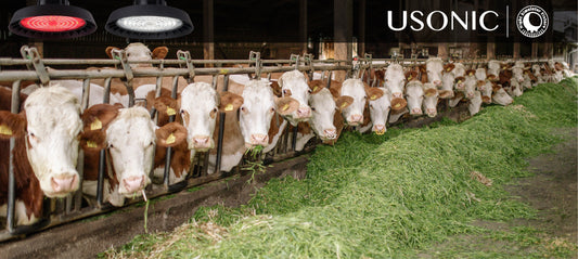 Night simulator fixture   vs. Ordinary LED Lights: Which is Better for Your Dairy Farm?