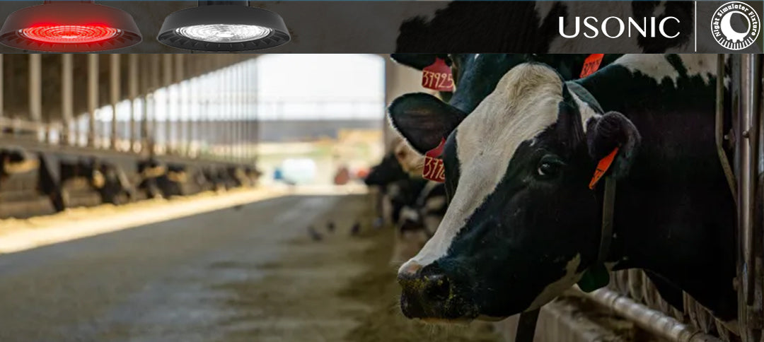 Smart Dairy Lighting Solutions: Automating Red-White Systems for Efficiency