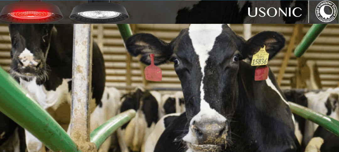 How Barn Lighting Affects Dairy Cow Reproduction and Fertility Rates