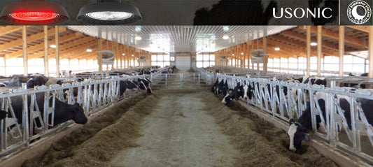Why UL/DLC/CE Certified LED Lighting Matters for Dairy Farm Safety & Compliance