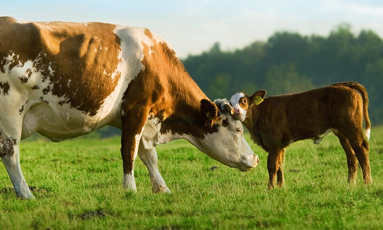 Latest U.S. Dairy Farm News: Market Shifts, Price Forecasts, and Emerging Risks