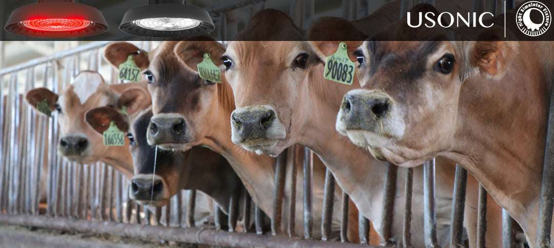 Smart Ranch Lighting: The Core Driver of Modern Dairy Farming Efficien ...