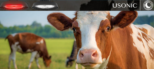 Step-by-Step Guide to LED Lighting Installation in Modern Dairy Barns