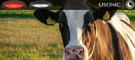 Secrets to Accelerating Young Bull Development: The Impact of Lighting on the Onset of Sexual Maturity
