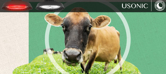 Unlocking the Future of Dairy Farming with Night Simulator Fixture: How Innovation Can Drive Cow Comfort and Milk Yields