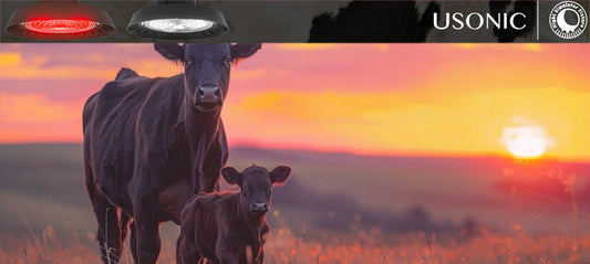 Revolutionary Red-White Spectrum Lighting Technology Transforms Dairy Operations Worldwide