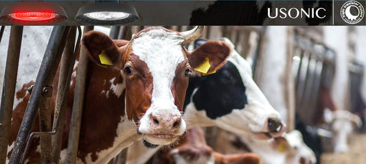 Why Red-White LED Fixtures Are the Best Choice for Feed Alley Lighting in Dairy Farms