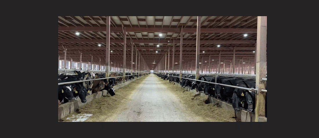 Optimal Lighting for Dairy Cattle: Boost Your Profits & Calculate Your ROI in Seconds!