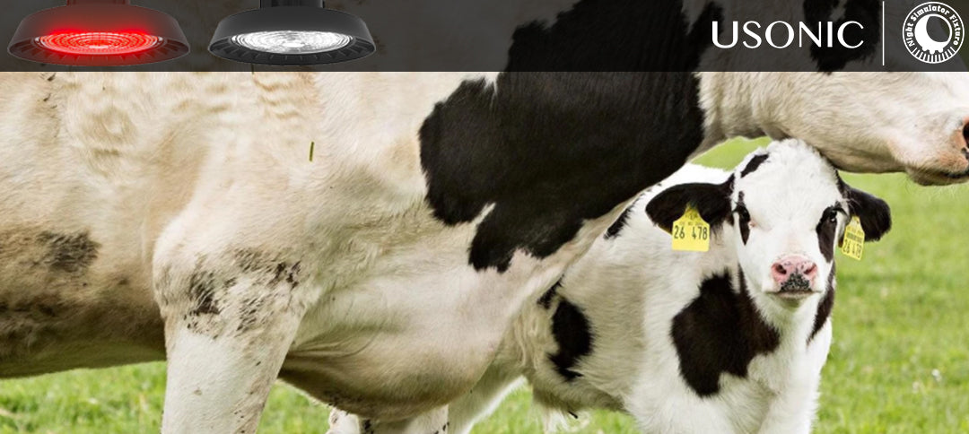 Intelligent livestock barn lighting system Boosts Milk Yield and Worker Safety on Dairy Farms