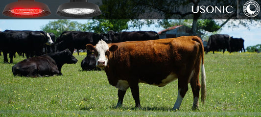 Lighting Control: Your Secret Weapon for Better Dairy Herds