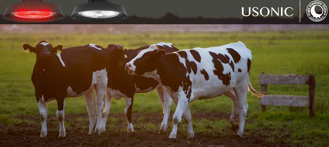 The Application of night simulator fixture in Calf Weight Gain