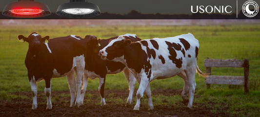 The Application of night simulator fixture in Calf Weight Gain