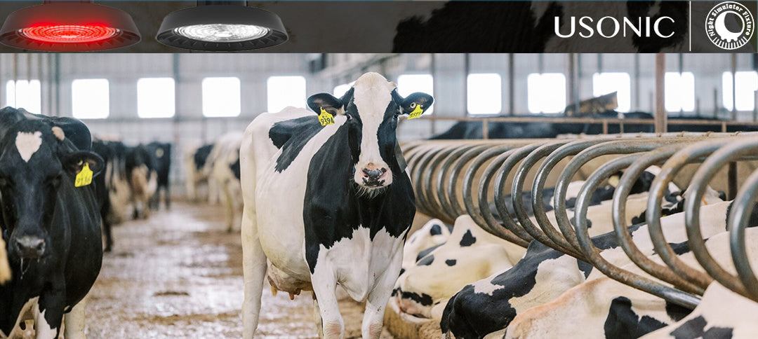 Why IP65 Red-White Fixtures Are Built for Harsh Dairy Barn Environments