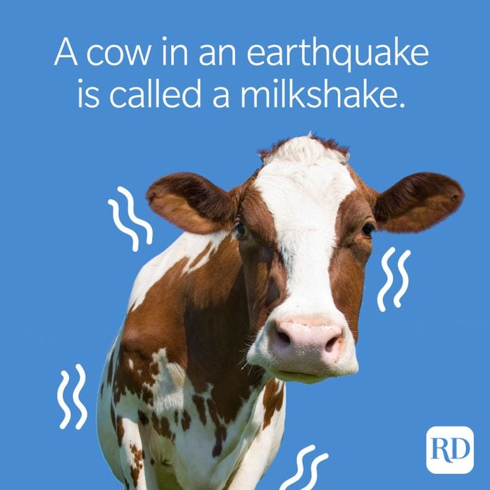 Things You Didn't Know About Cows