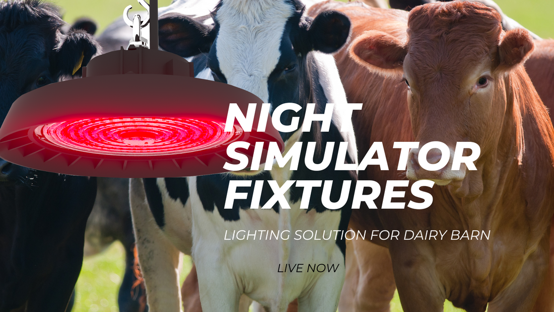 Optimal Cow Milk Production: 16 Hours White, 8 Hours Red Light