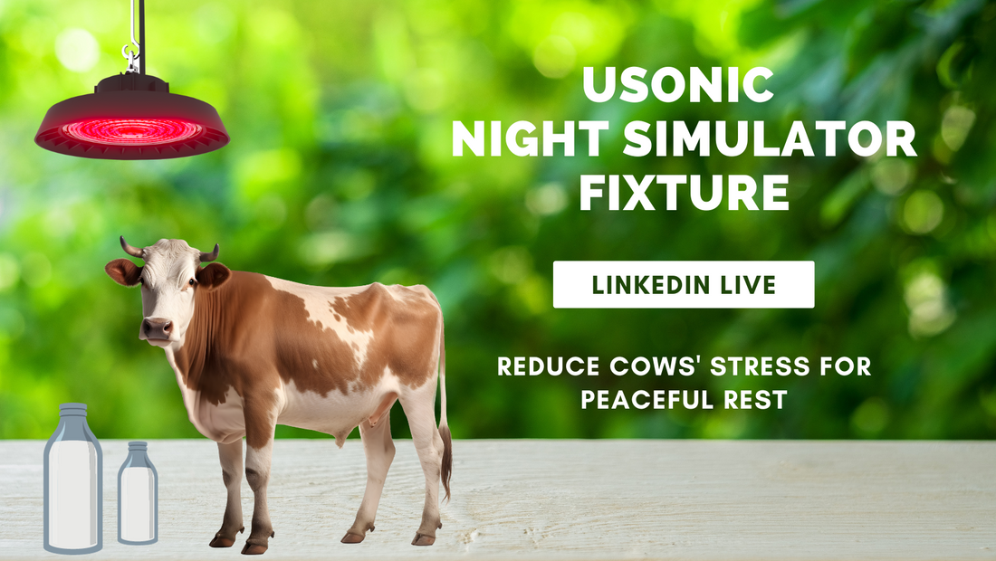 How Does Lighting Helps Reduce Cows' Stress For Peaceful Rest?