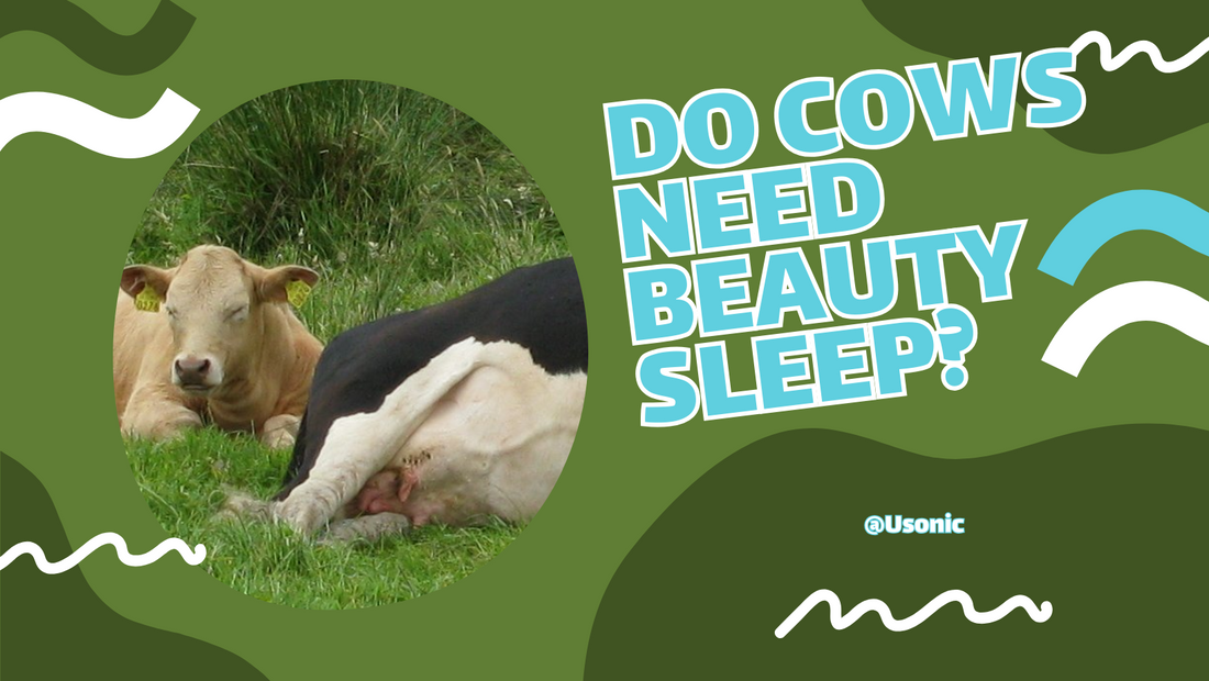 Do Cows Need Beauty Sleep?
